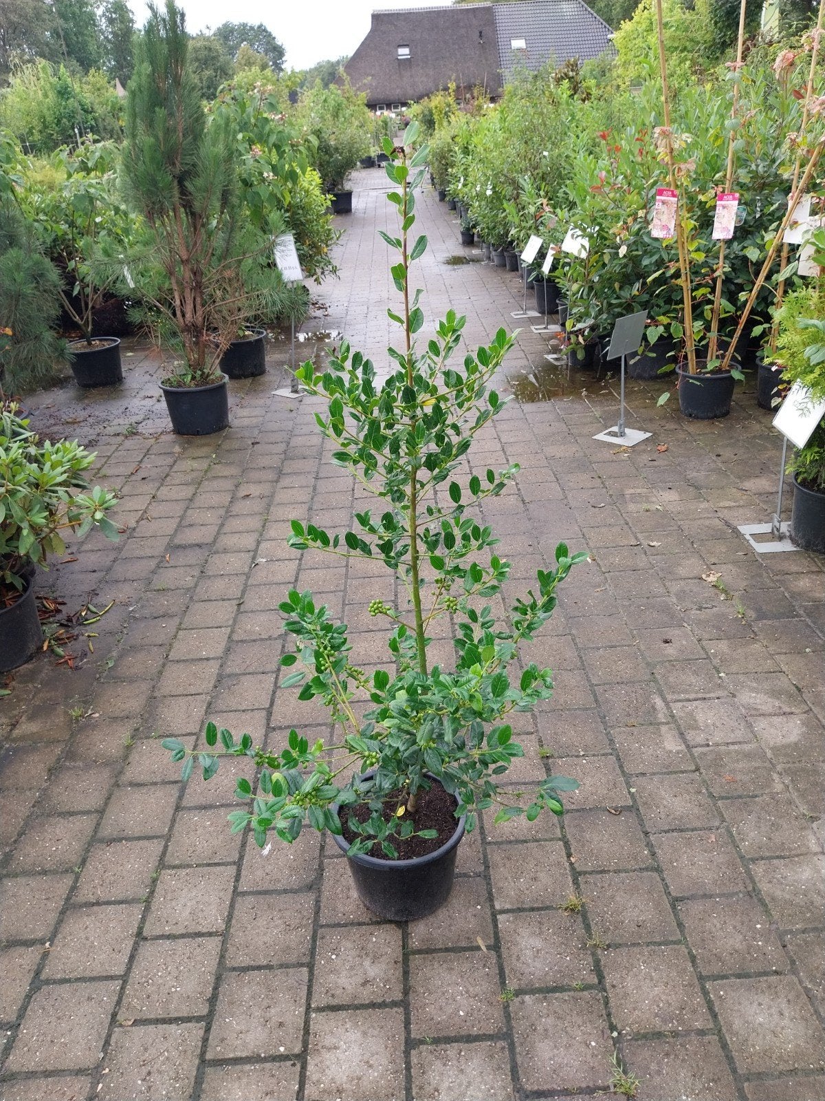 Ilex 'J.C. van Tol' - Hulst met rode bessen, Ophalen, Overige soorten