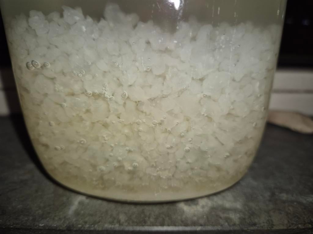 Waterkefir gratis ophalen Rotterdam Schiebroek, Ophalen