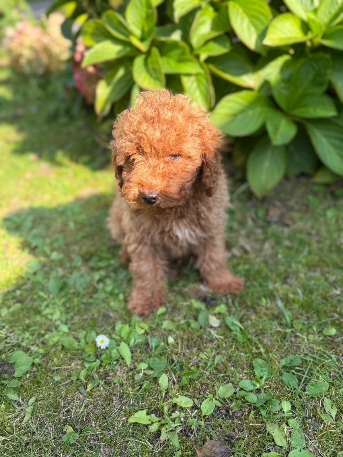 Te koop: 2 prachtige dwergpoedel pups, Reu, 8 tot 15 weken, Meerdere, CDV (hondenziekte)