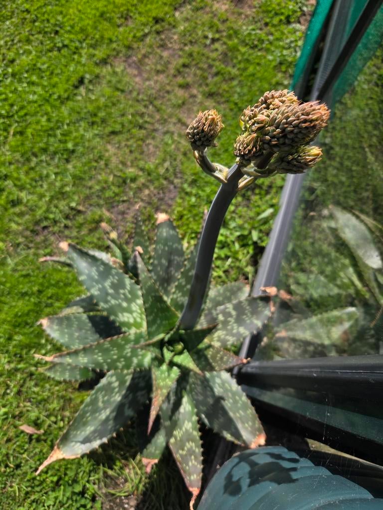 Agave met 3 bloemen, Ophalen, Overige soorten, Minder dan 100 cm
