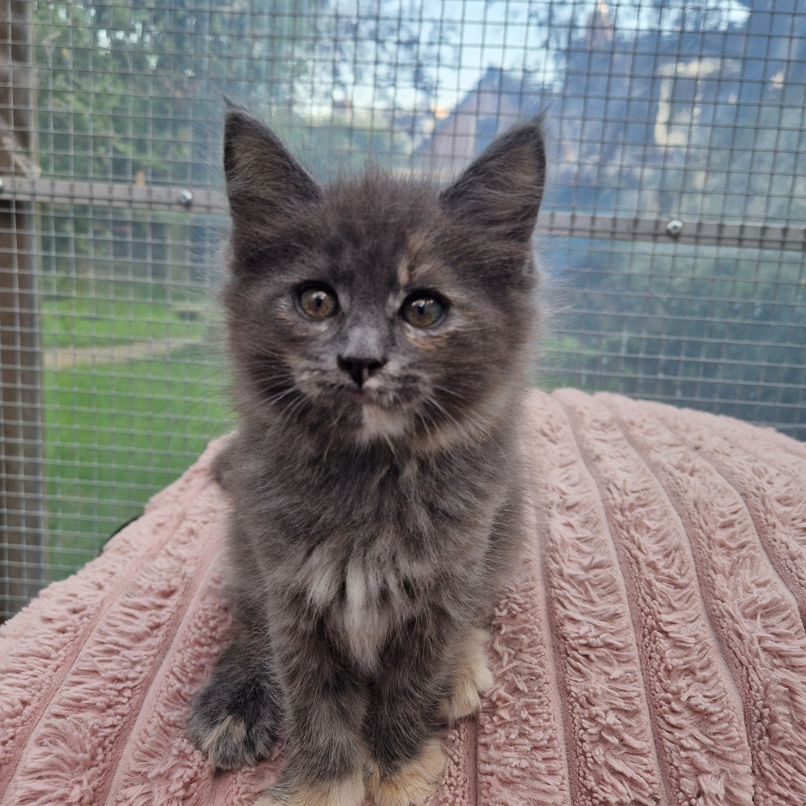 Maine Coon kittens - nog 1 poesje, Meerdere dieren, Ontwormd, 0 tot 2 jaar