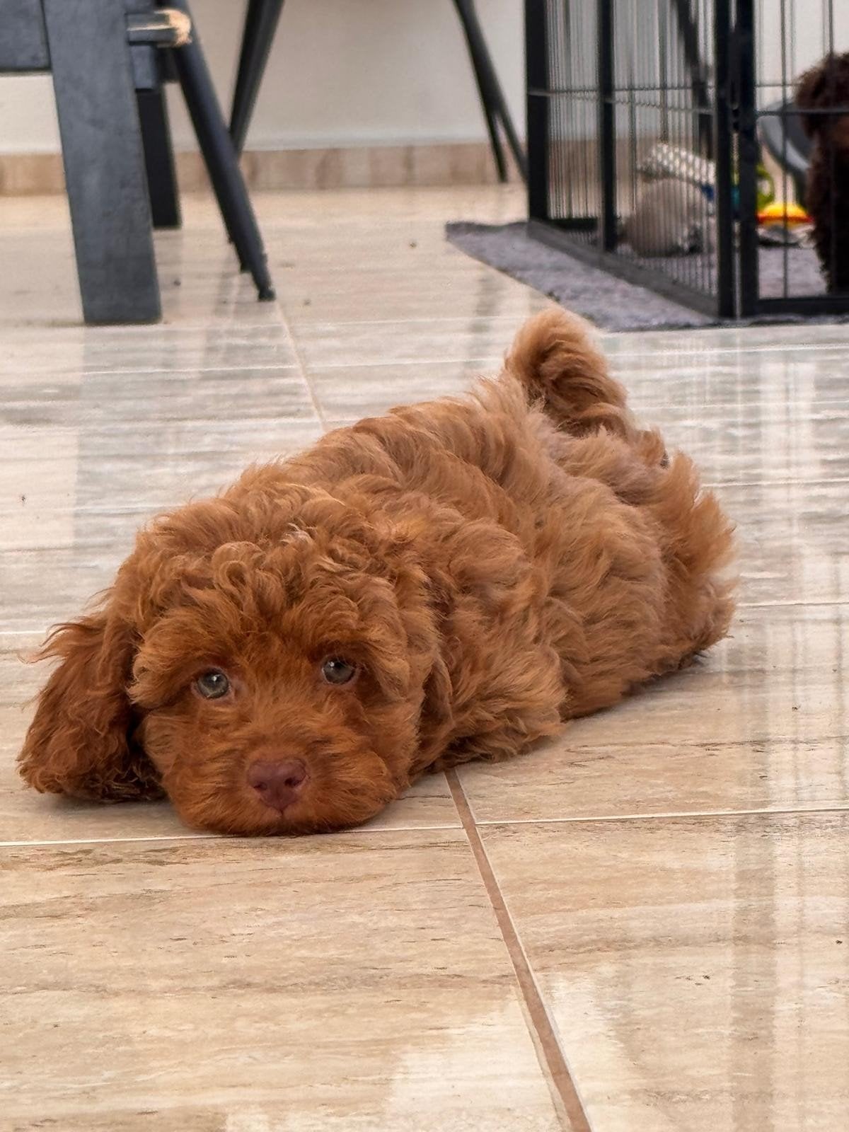 Prachtige toypoedel pups, Poedel, Fokker | Hobbymatig, 15 weken tot 1 jaar, Buitenland