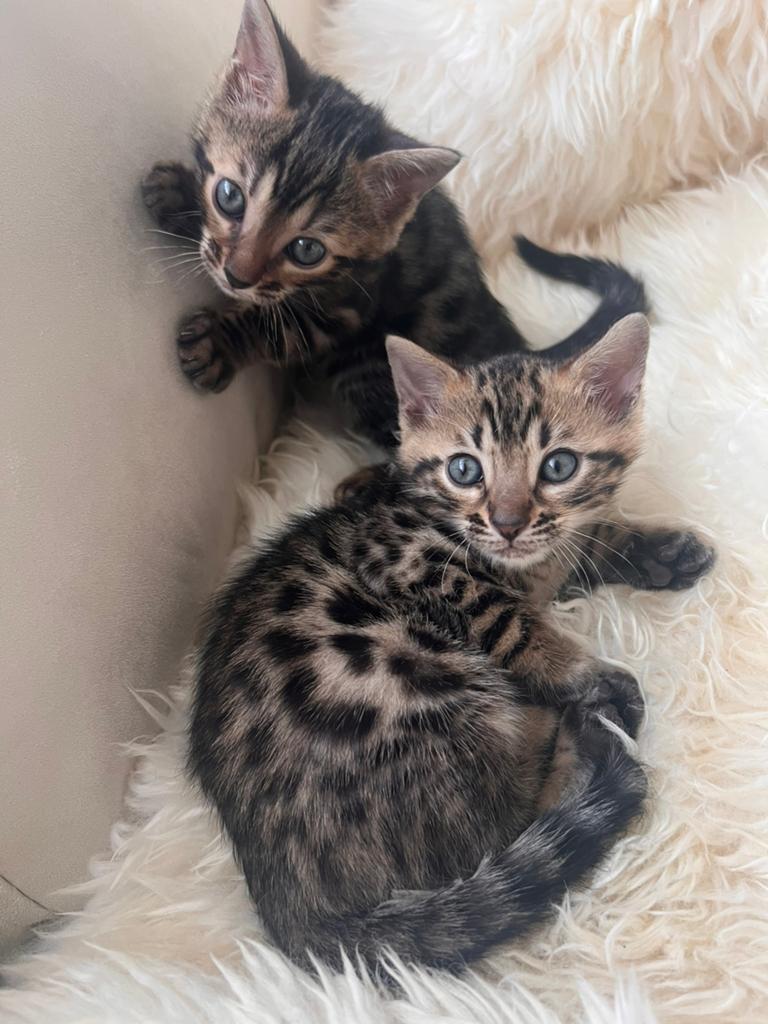 100% zuiver bengals ras kitten (een kater beschikbaar), Dieren en Toebehoren, Katten en Kittens | Overige Katten, Kater, Kortharig