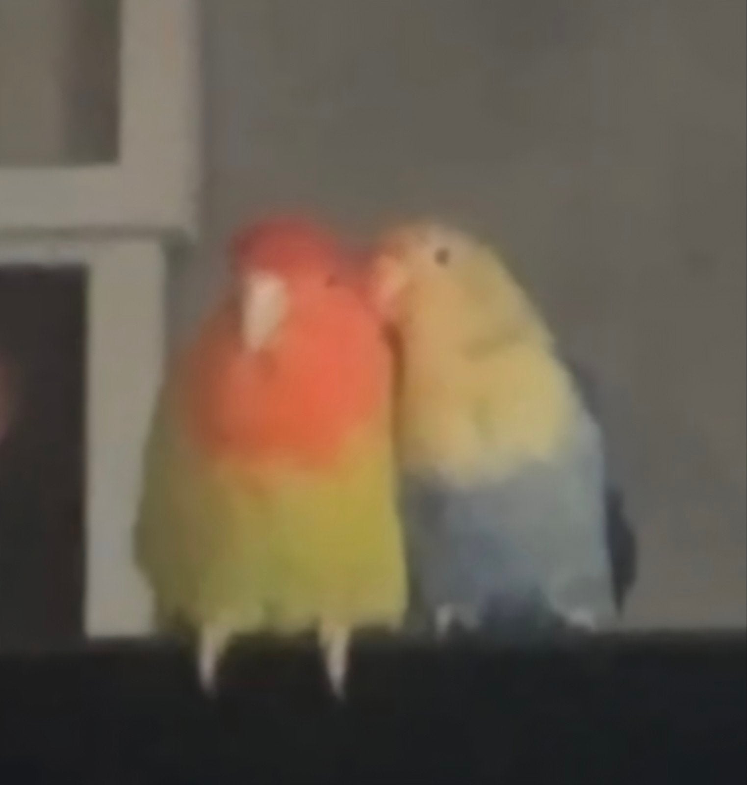 dwerg papagaaien agapornis, Dieren en Toebehoren, Meerdere dieren, Dwergpapegaai of Agapornis