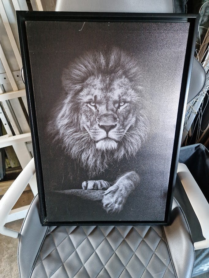 Zwart-wit leeuw canvas - 44x64 cm, Ophalen