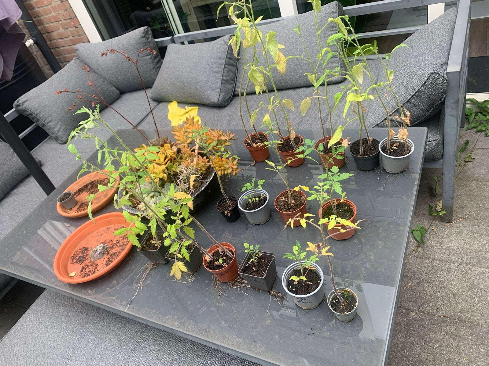 Diverse tomatenplantjes: Brandywine, Brutus, Zloty, Night Sh, Ophalen, Volle zon, Groenteplanten, Eenjarig