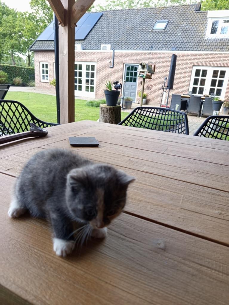 Boerderij kittens te koop, Dieren en Toebehoren, Meerdere dieren