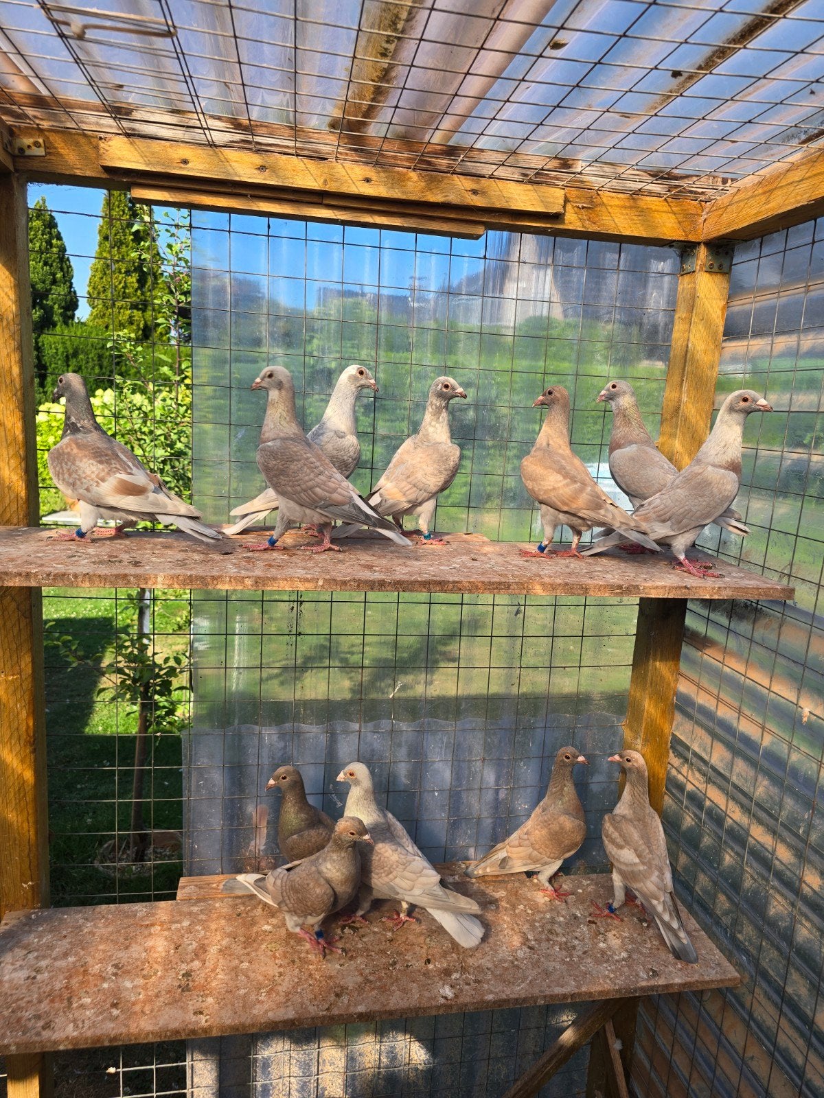 Reduced postduiven duiven te koop, Dieren en Toebehoren, Vogels | Duiven, Mannelijk, Postduif