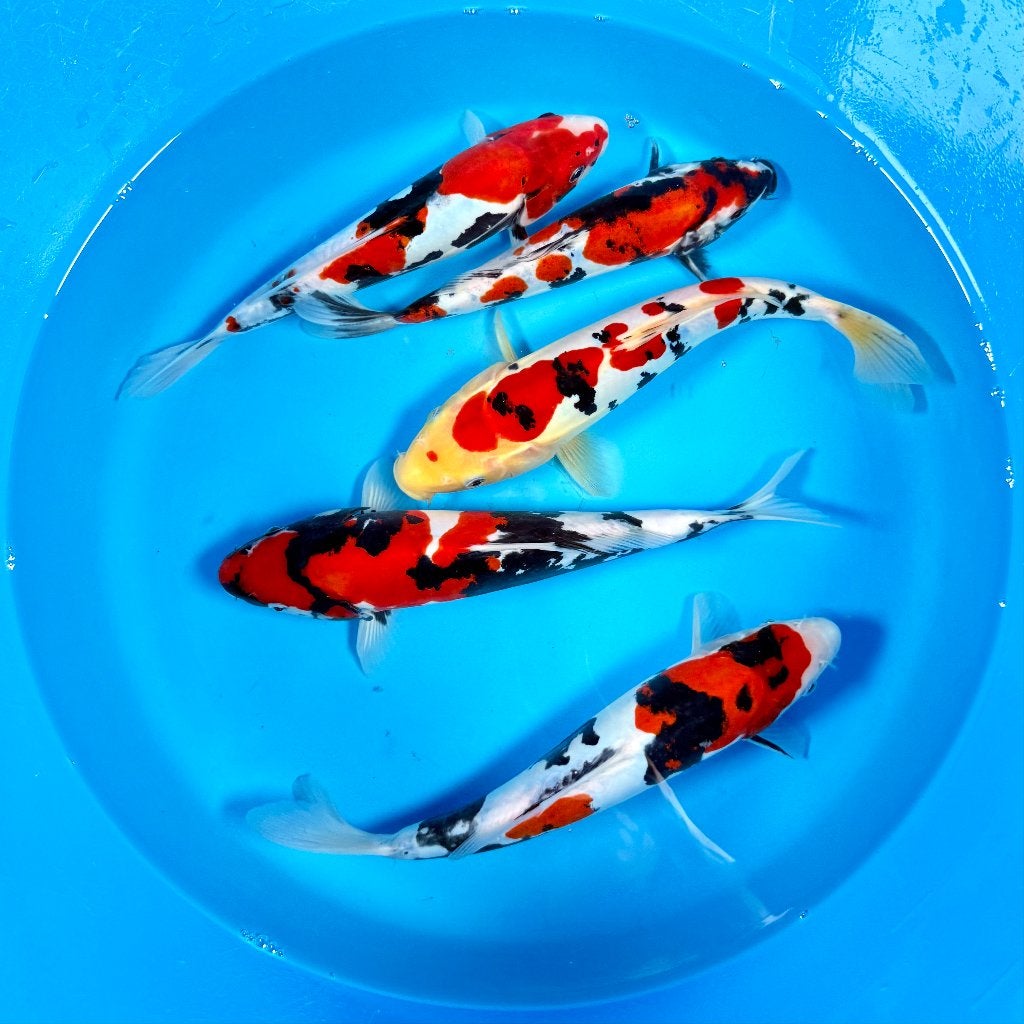 HQ Doitsu Showa | Conias Tateshita Tosai | 25-30 cm, Karper of Koi