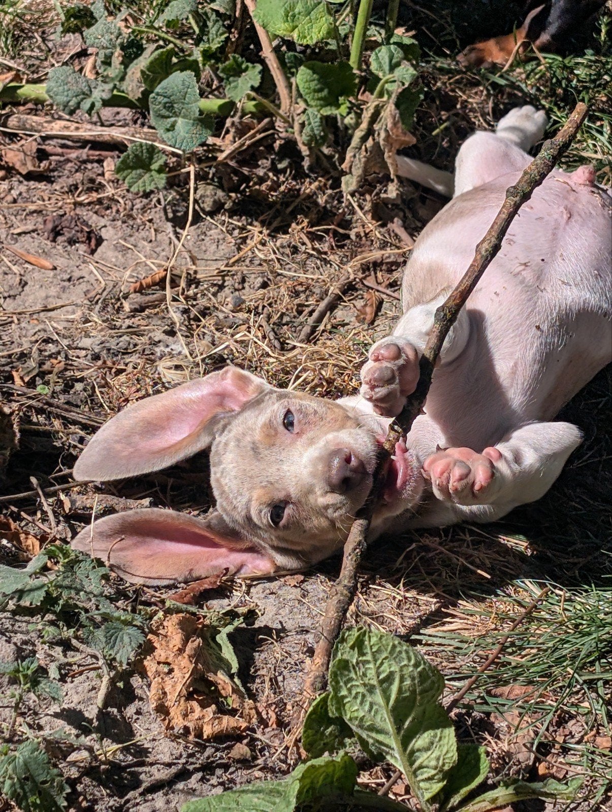vrolijke gladhaar teckel pups, Parvo, 8 tot 15 weken, Korthaar, Dwerg