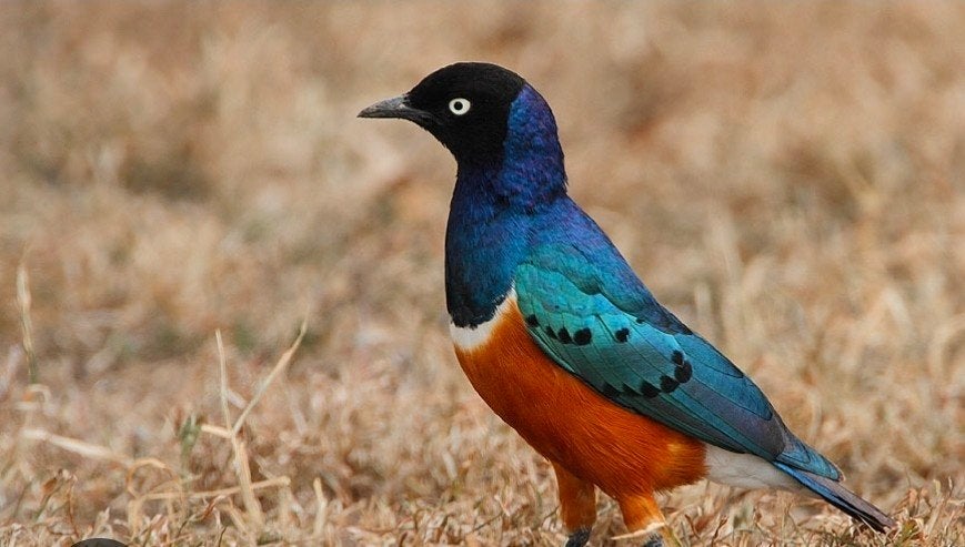 gezocht diverse insekteneters/wildzang, Dieren en Toebehoren, Vrouwelijk