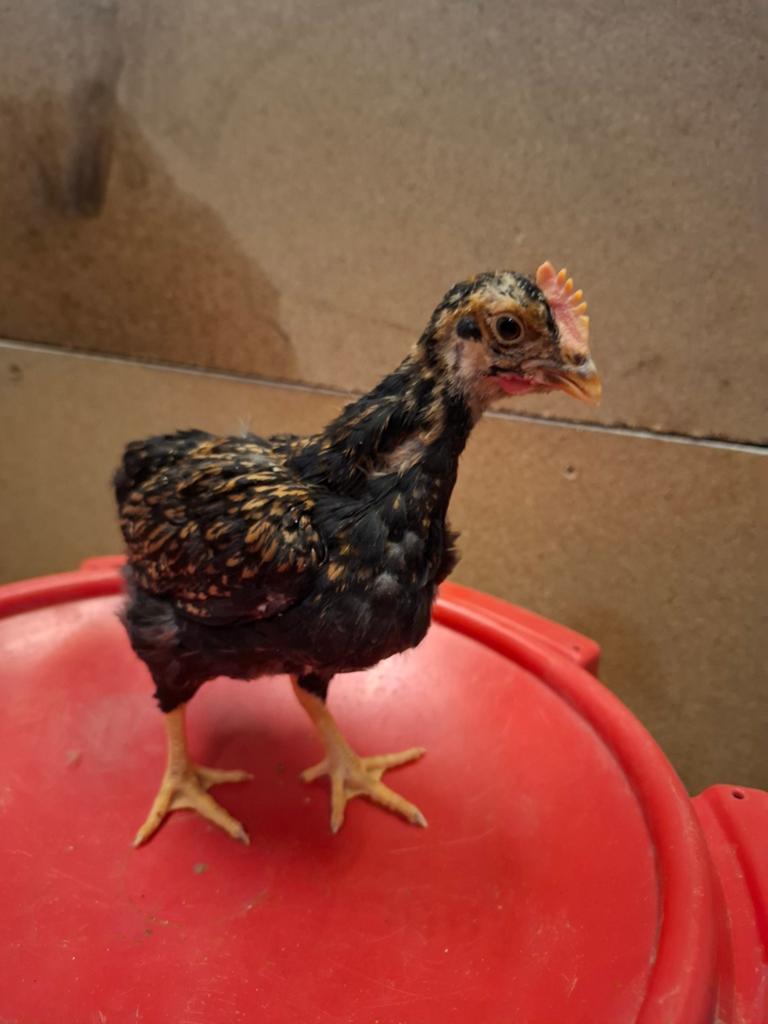 Barnevelder Kriel Dubbelgezoomd haan 2-4, Dieren en Toebehoren, Mannelijk, Kip
