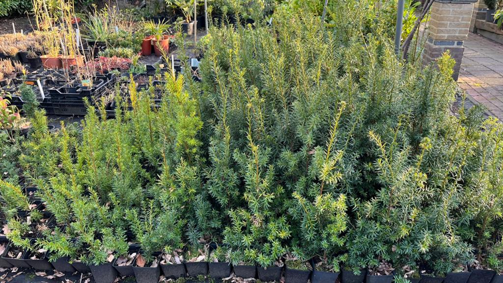 Taxus baccata, Ophalen, Taxus, Minder dan 100 cm
