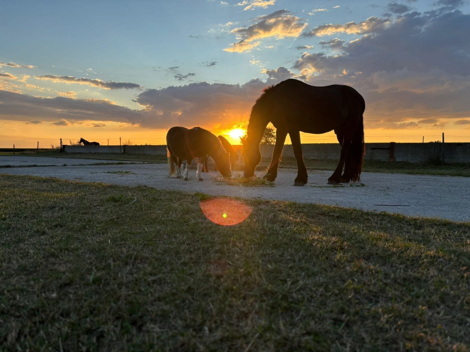 Plekken vrij op paddock paradise, Stalling, 4 paarden of pony's of meer