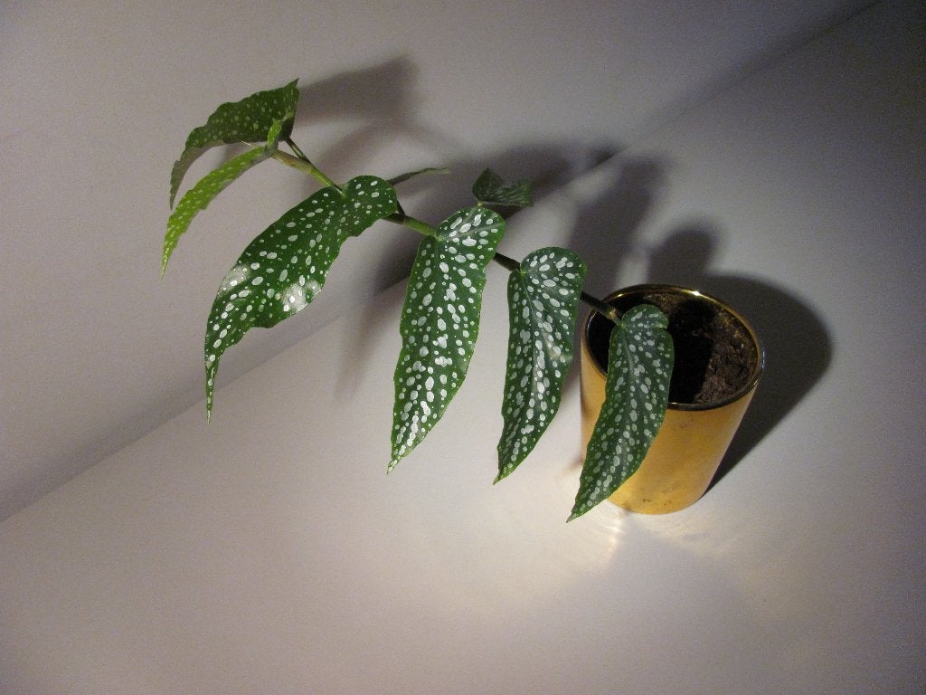 Stippenbegonia plant incl pot, Ophalen, In pot, Halfschaduw, Minder dan 100 cm