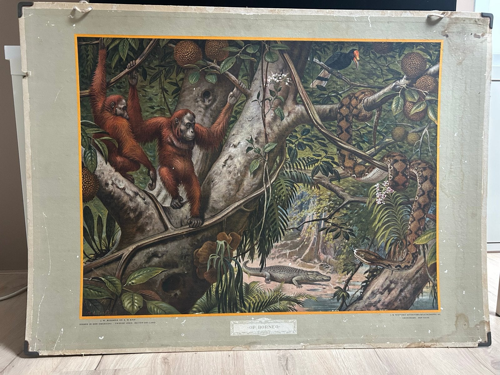 Vintage schoolplaat 'Op Borneo' - Natuur en Biologie, Antiek en Kunst, Ophalen of Verzenden, Natuur en Biologie