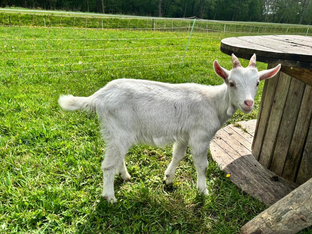 Jonge bok, Dieren en Toebehoren, Schapen, Geiten en Varkens, Mannelijk, Geit