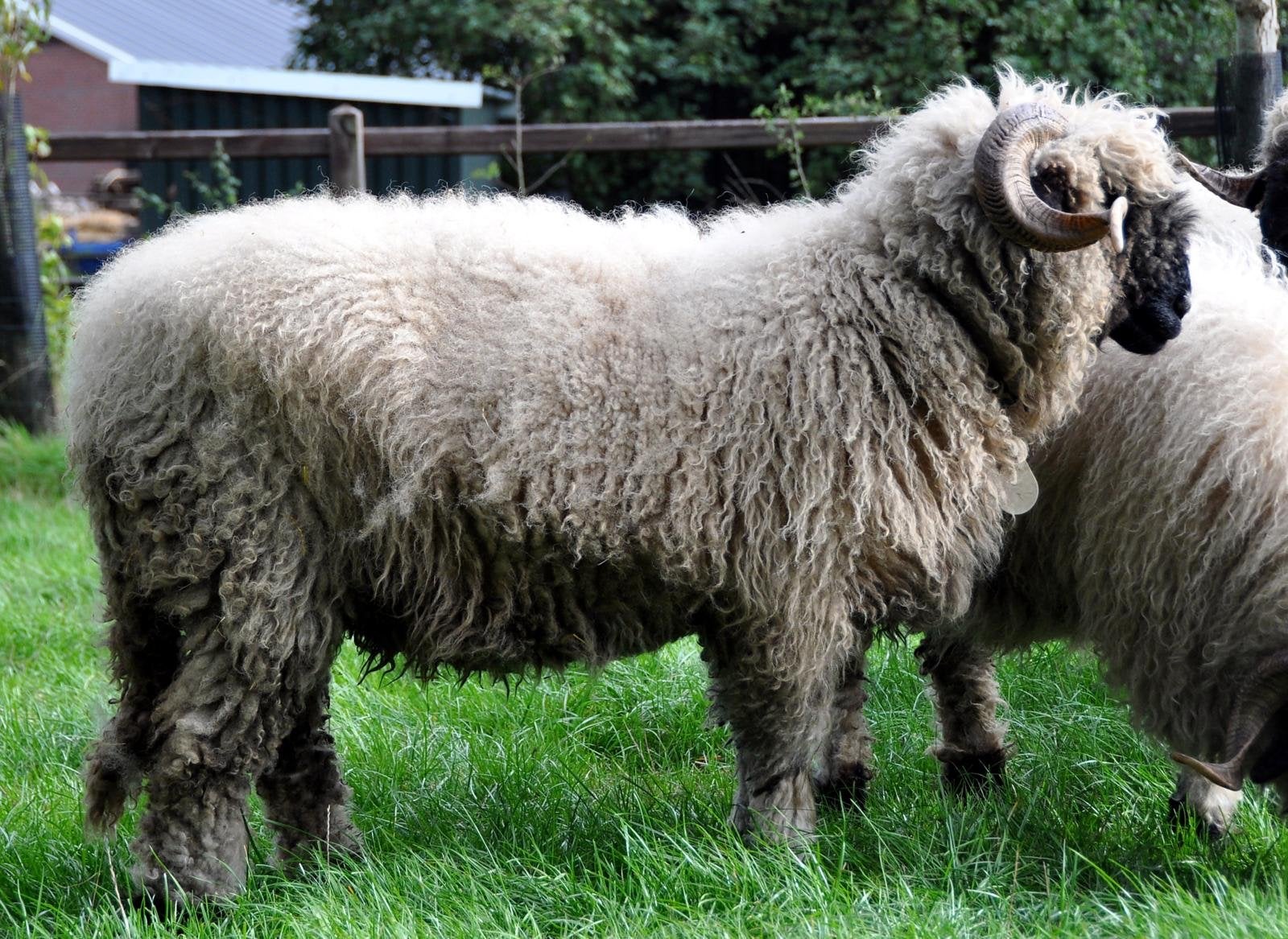 Walliser Schwartznaze ooien (topdieren), Dieren en Toebehoren, Vrouwelijk, Schaap