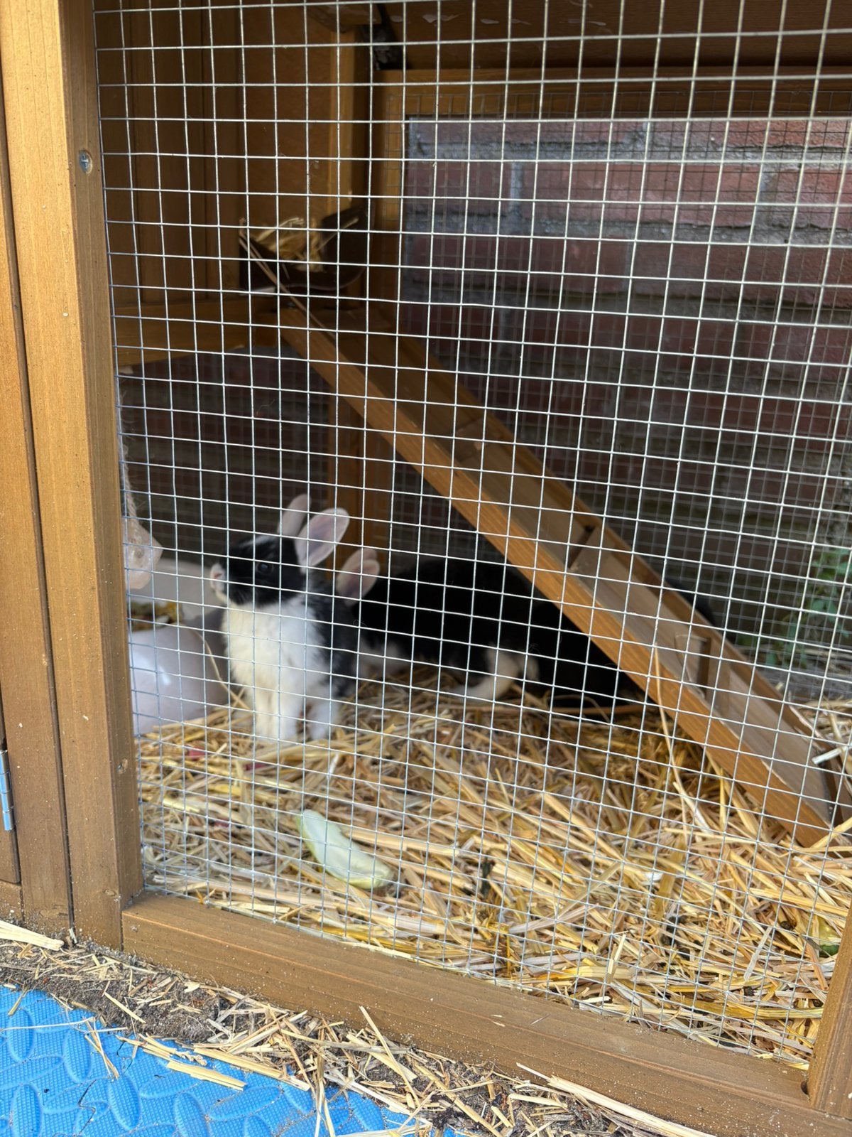Baby konijnen gratis, Dieren en Toebehoren, Konijnen, Meerdere dieren