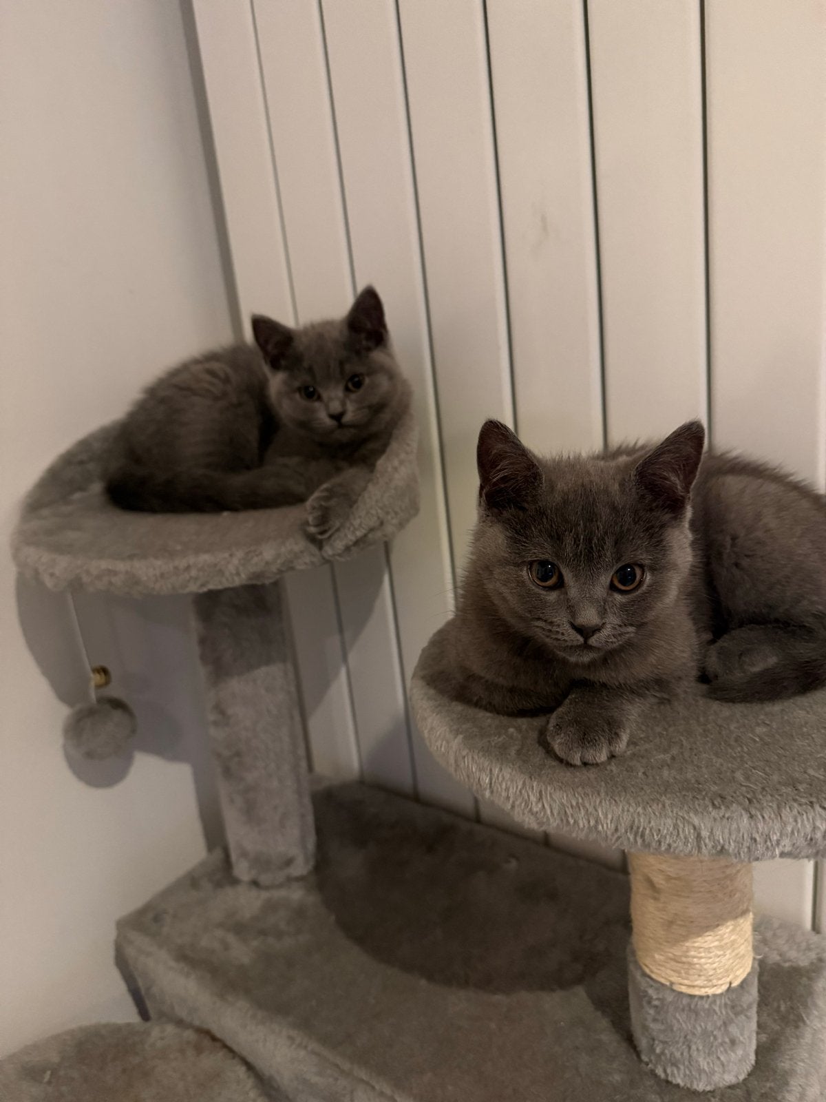 britskorthaar kittens, Dieren en Toebehoren, Katten en Kittens | Overige Katten, Kater