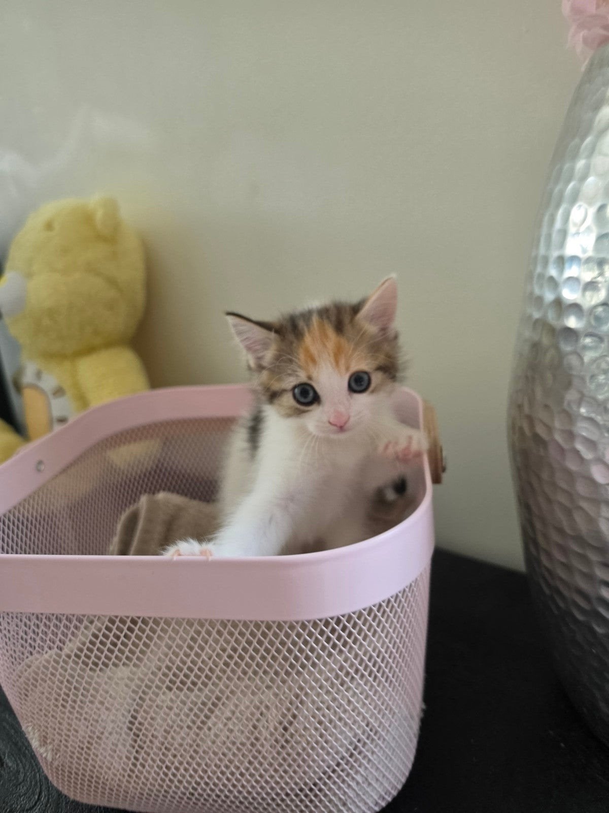 Prachtige half ragdoll kittens, Meerdere dieren, Ontwormd, 0 tot 2 jaar