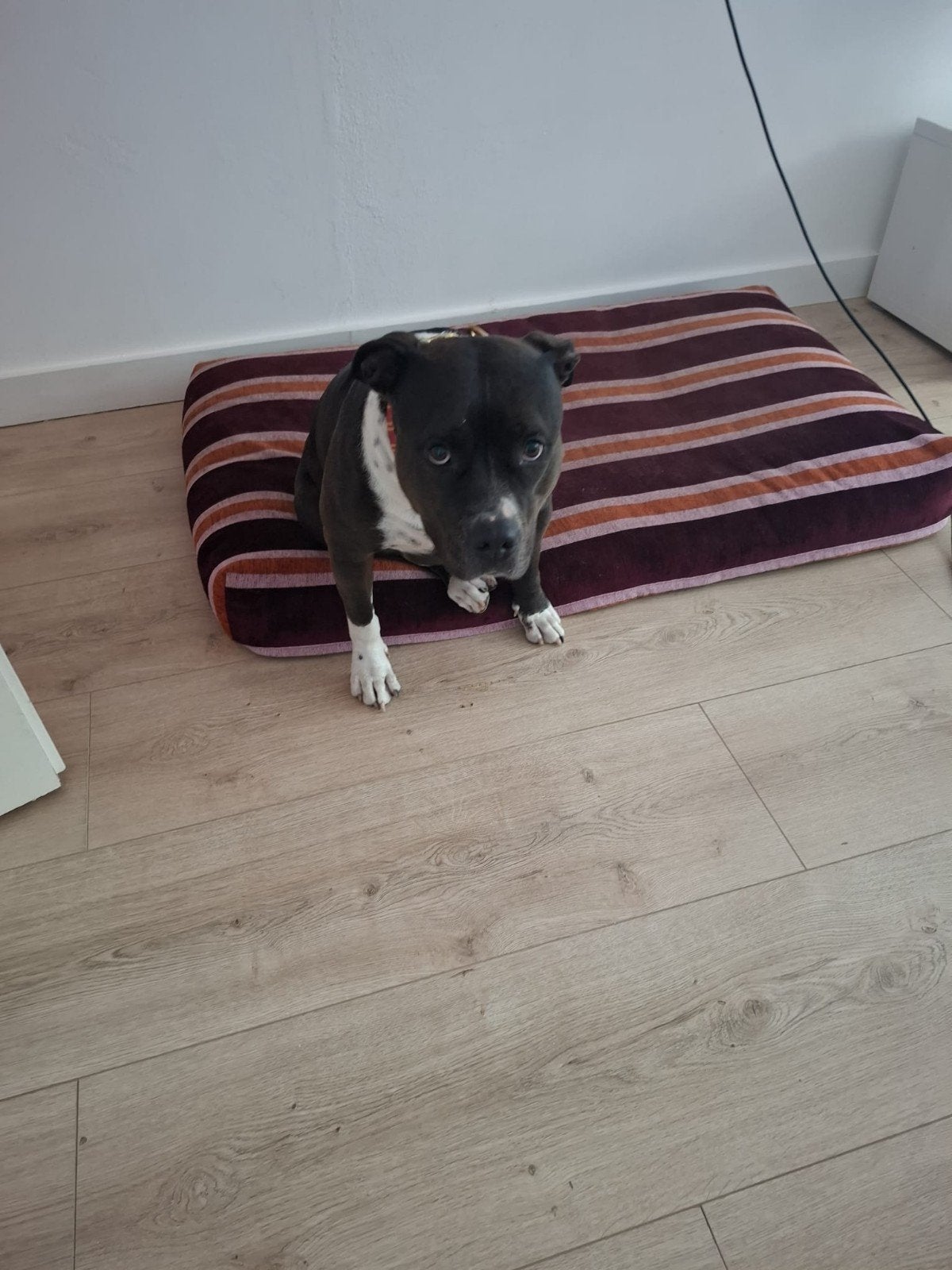 Bully xl teefje, 1 tot 2 jaar, Bulldog, Eén hond, Nederland