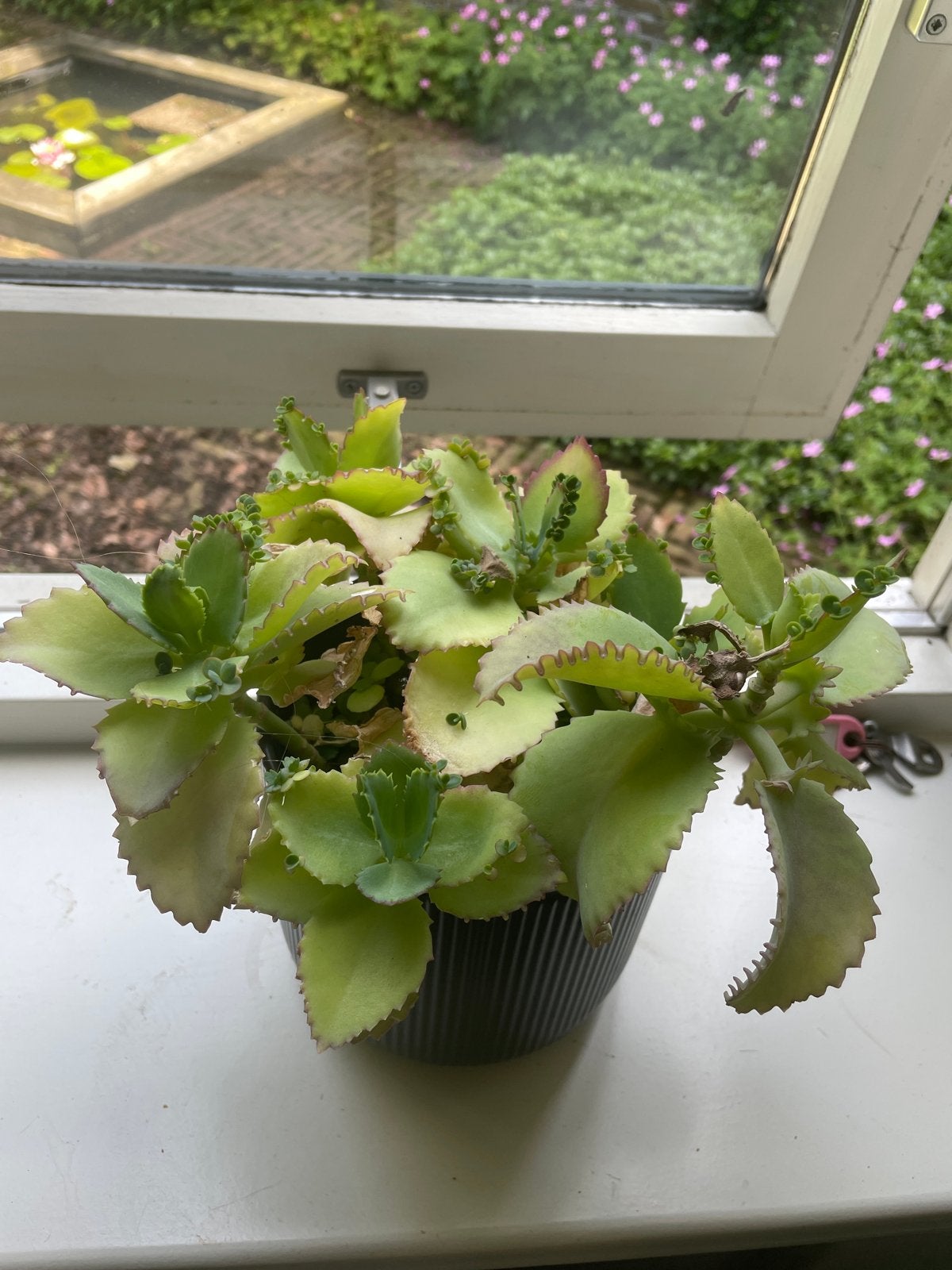 Kalanchoë daigremontiana - Moeder van Duizenden, Huis en Inrichting, Kamerplanten, Vetplant, In pot, Minder dan 100 cm, Groene kamerplant