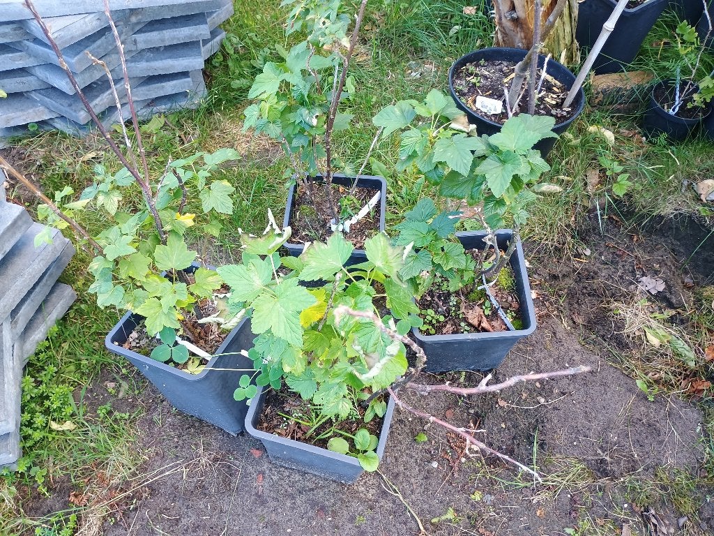 Bessenstruiken (aalbes rood, wit, of zwarte bes), Ophalen, Volle zon, Vaste plant, Fruitplanten