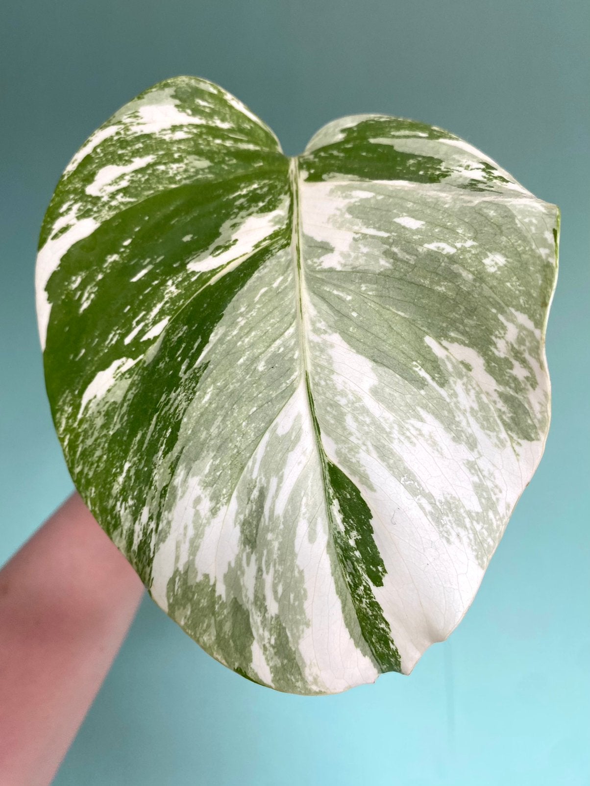 Topkwaliteit Monstera Albo Variegata stek / wit marble, Ophalen, Halfschaduw, Minder dan 100 cm