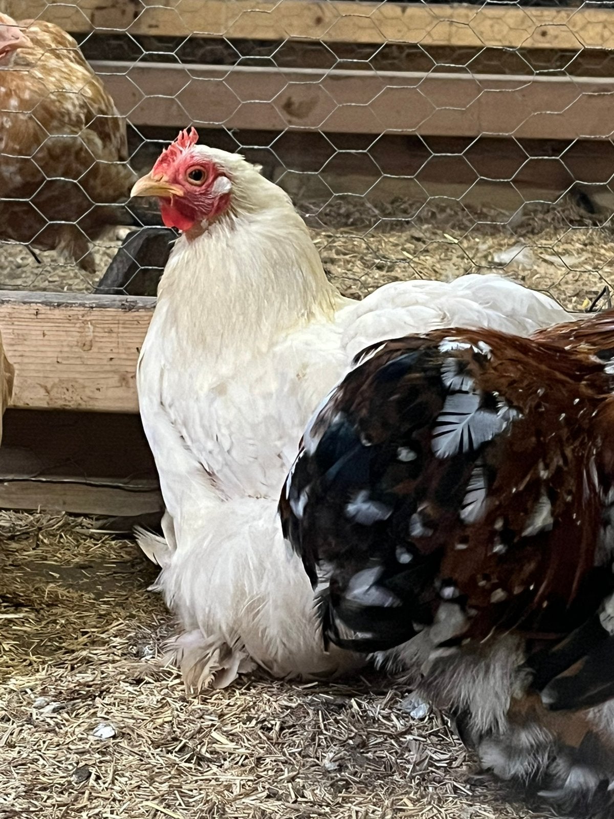 Cochin, Dieren en Toebehoren, Meerdere dieren, Kip