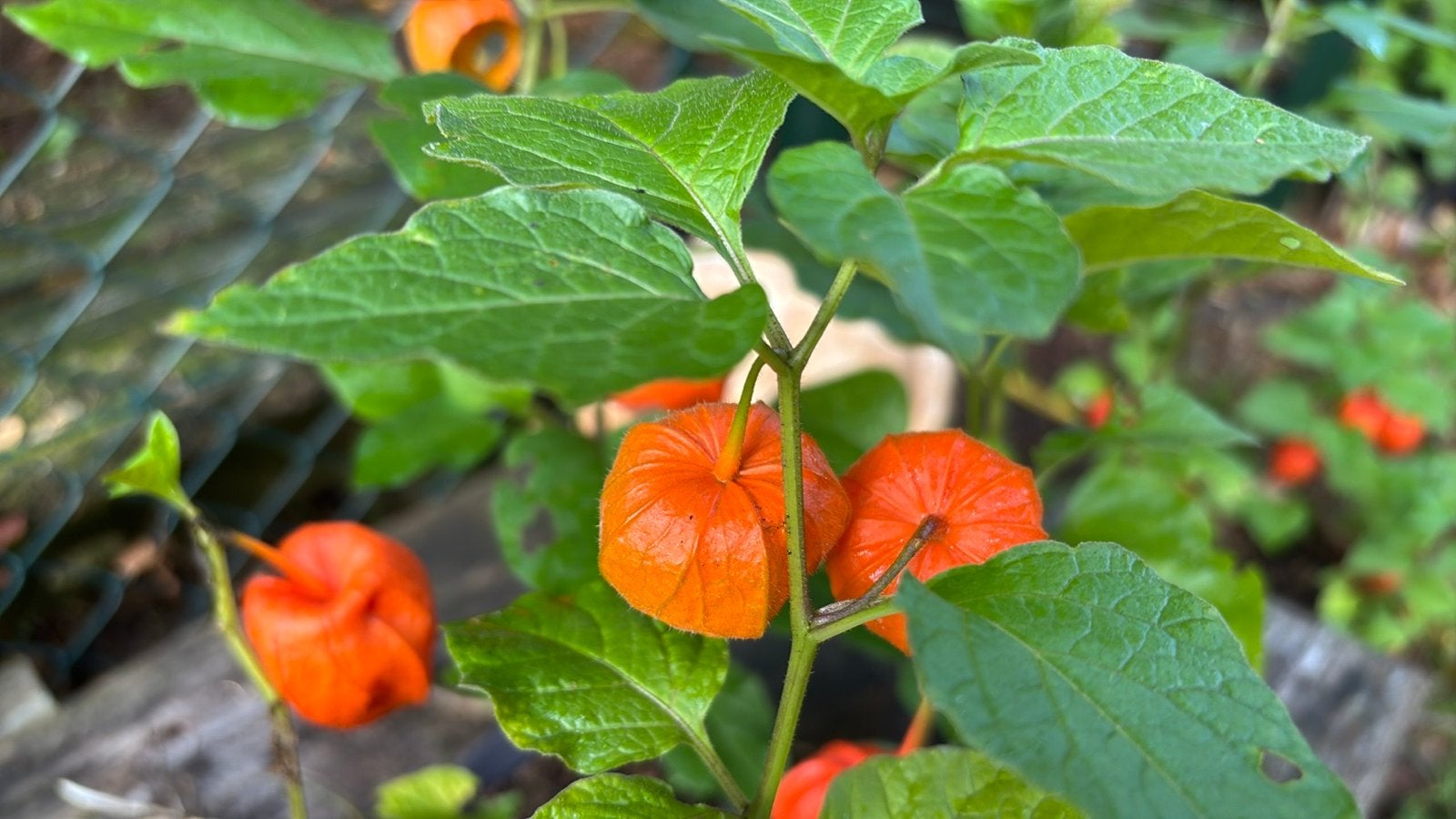 Lampionplant (Physalis alkekengi), Tuin en Terras, Planten | Tuinplanten, Volle zon, Vaste plant, Zomer, Ophalen