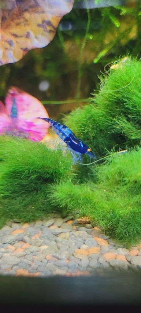 ZELDZAAM! Black Sapphire OE, uitgeselecteerd, Kreeft, Krab of Garnaal