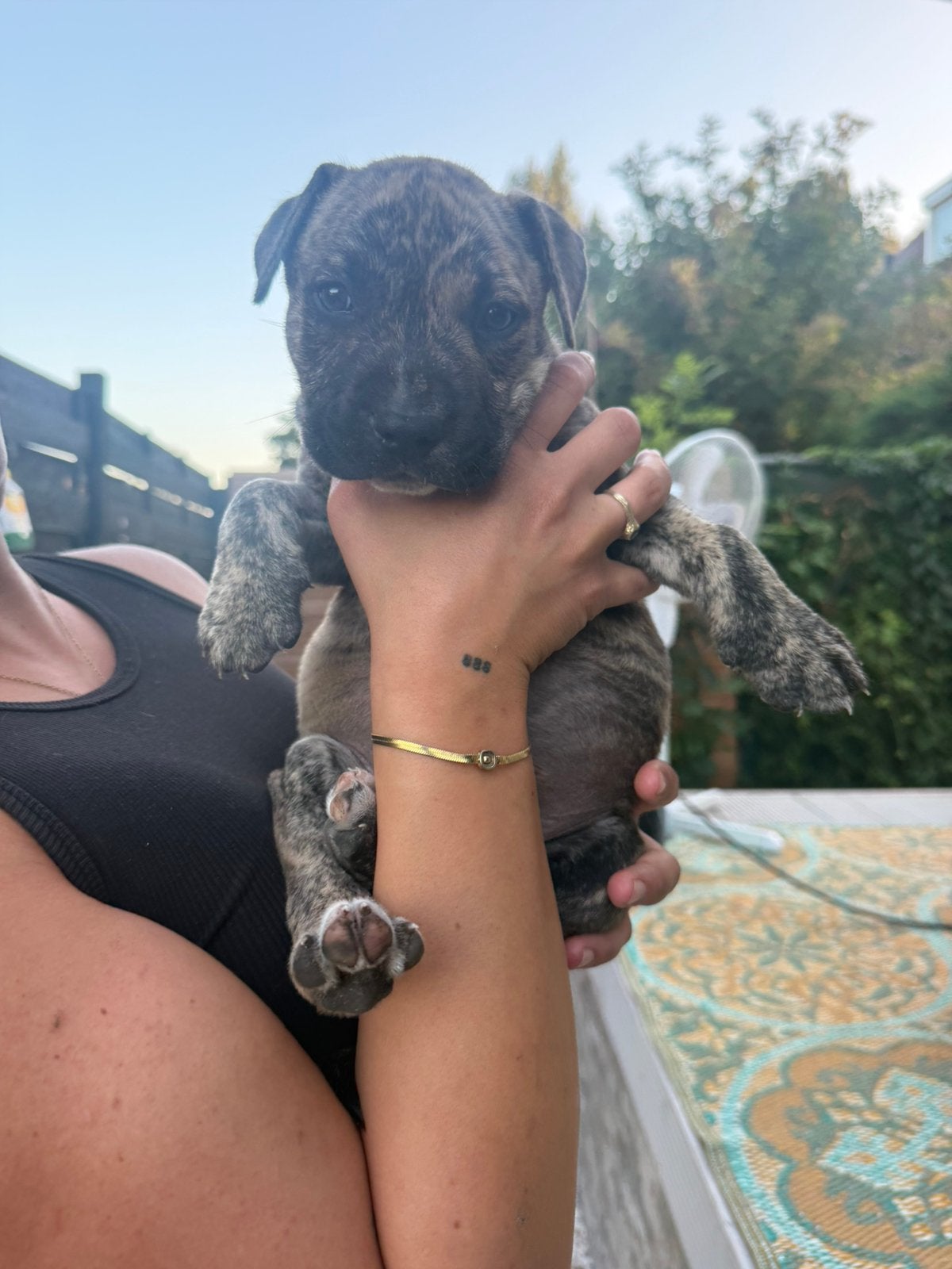 Nog 3 pups te koop!, Parvo, 8 tot 15 weken, Meerdere, Meerdere dieren