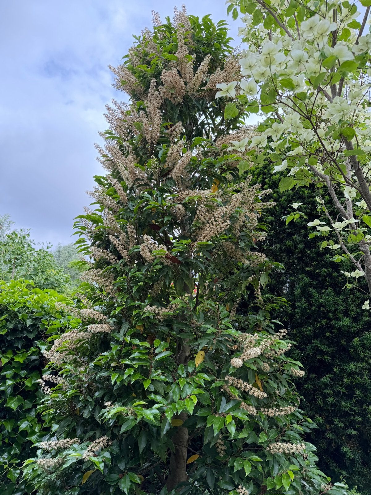 Gratis af te halen: grote bloeiende laurierkers, Tuin en Terras, Planten | Tuinplanten, Ophalen, Overige soorten, Volle zon