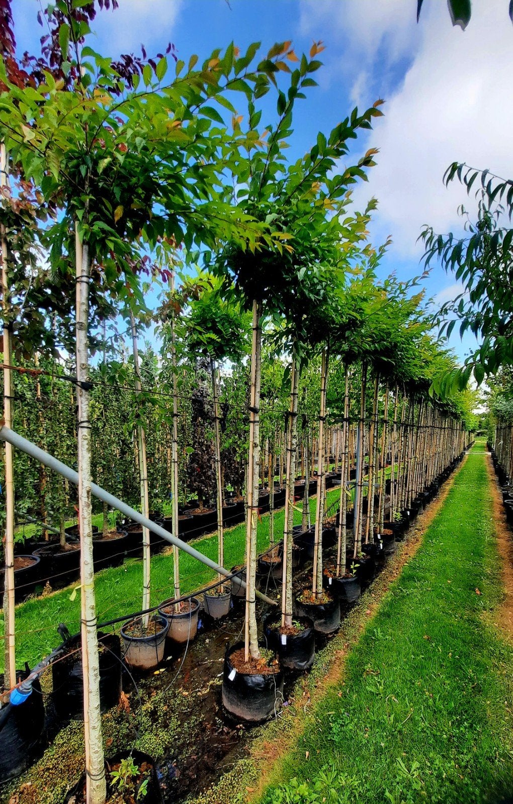 Prunus subhirtella 'Autumnalis' sierkers 🌿 (wit bloeiende), Ophalen, Halfschaduw