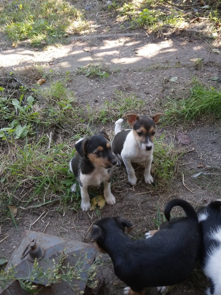 X Boerenfox pups, Dieren en Toebehoren, Overige rassen, 8 tot 15 weken, CDV (hondenziekte), Meerdere