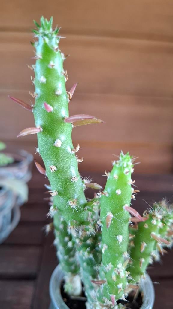 Cactus Eve's Needle 3 stekjes, Huis en Inrichting, Kamerplanten, Ophalen, Cactus, Minder dan 100 cm, Volle zon