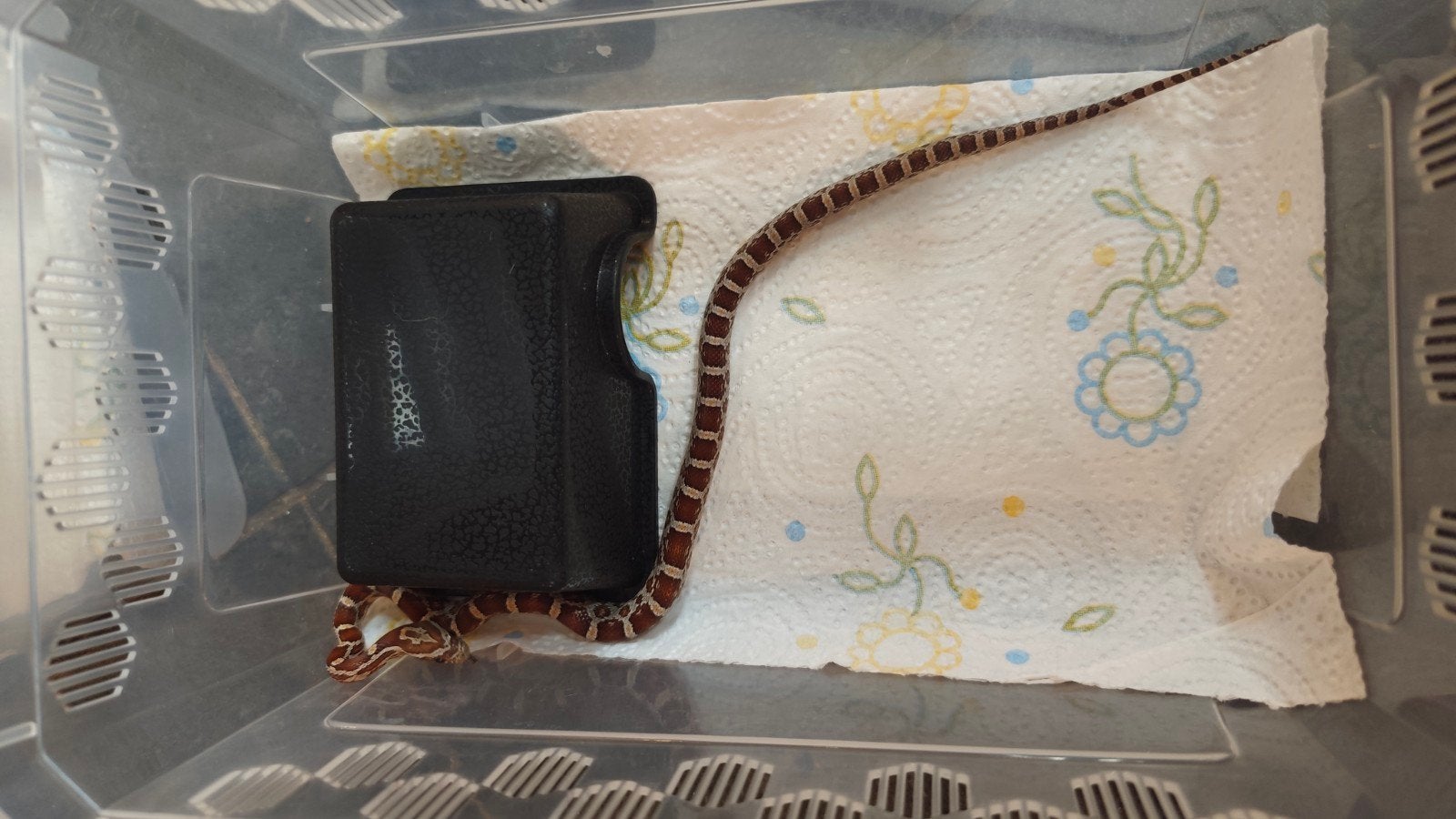 Rode rattenslang, juni 2026 Corn Snake photo 3