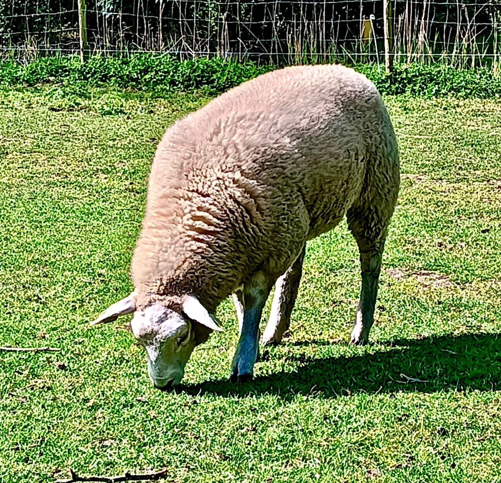 gevraagd: weidegang voor schapen.