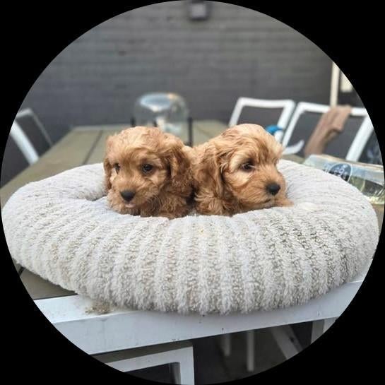Maltipoo pups, Dieren en Toebehoren, Honden | Jack Russells en Terriërs, Overige rassen, 8 tot 15 weken, Parvo, Meerdere