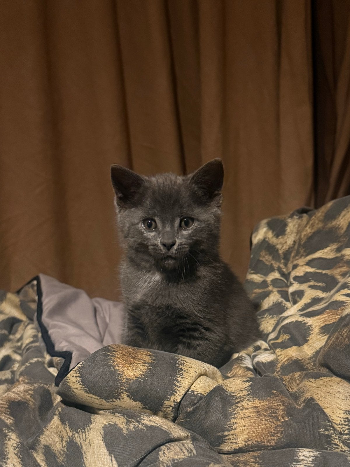 Halve blauw rus kittens, Meerdere dieren, Ontwormd, 0 tot 2 jaar