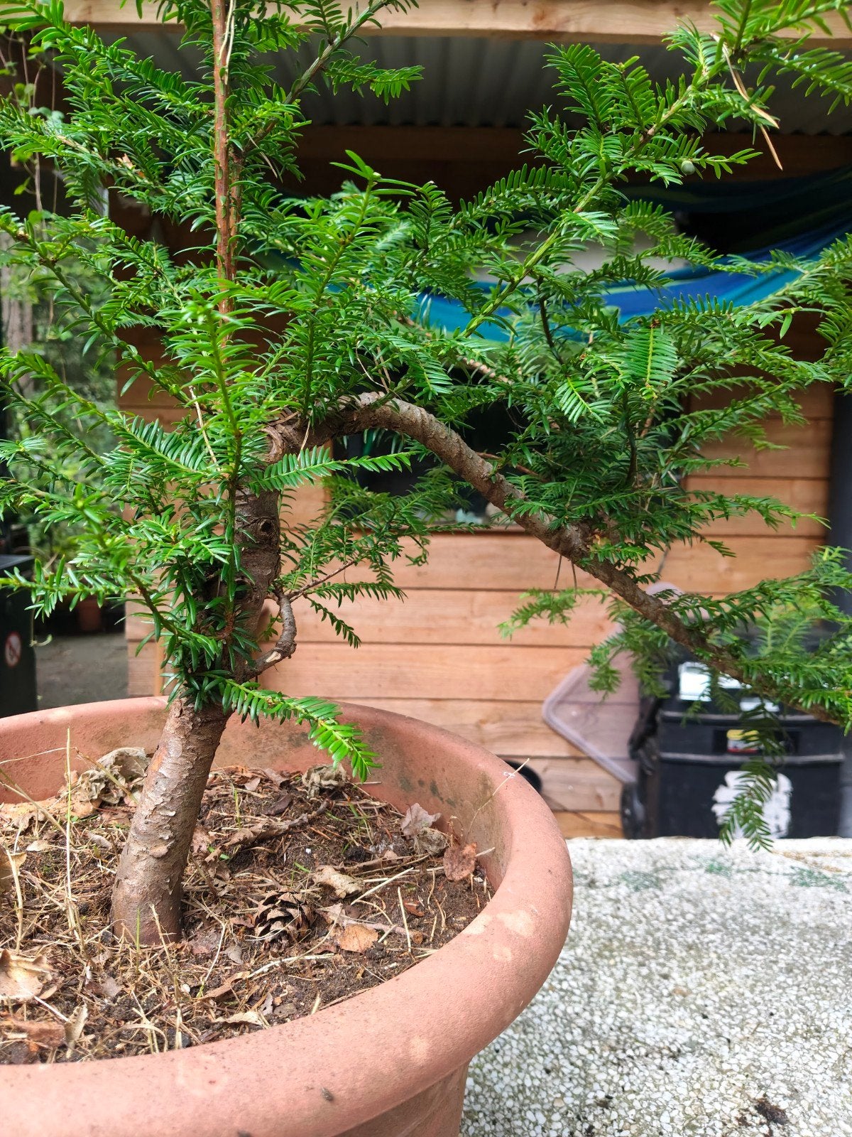 Bonsai starter Taxus voor cascade ontwerp, Tuin en Terras, Bloeit niet, Halfschaduw, Overige soorten, Minder dan 100 cm