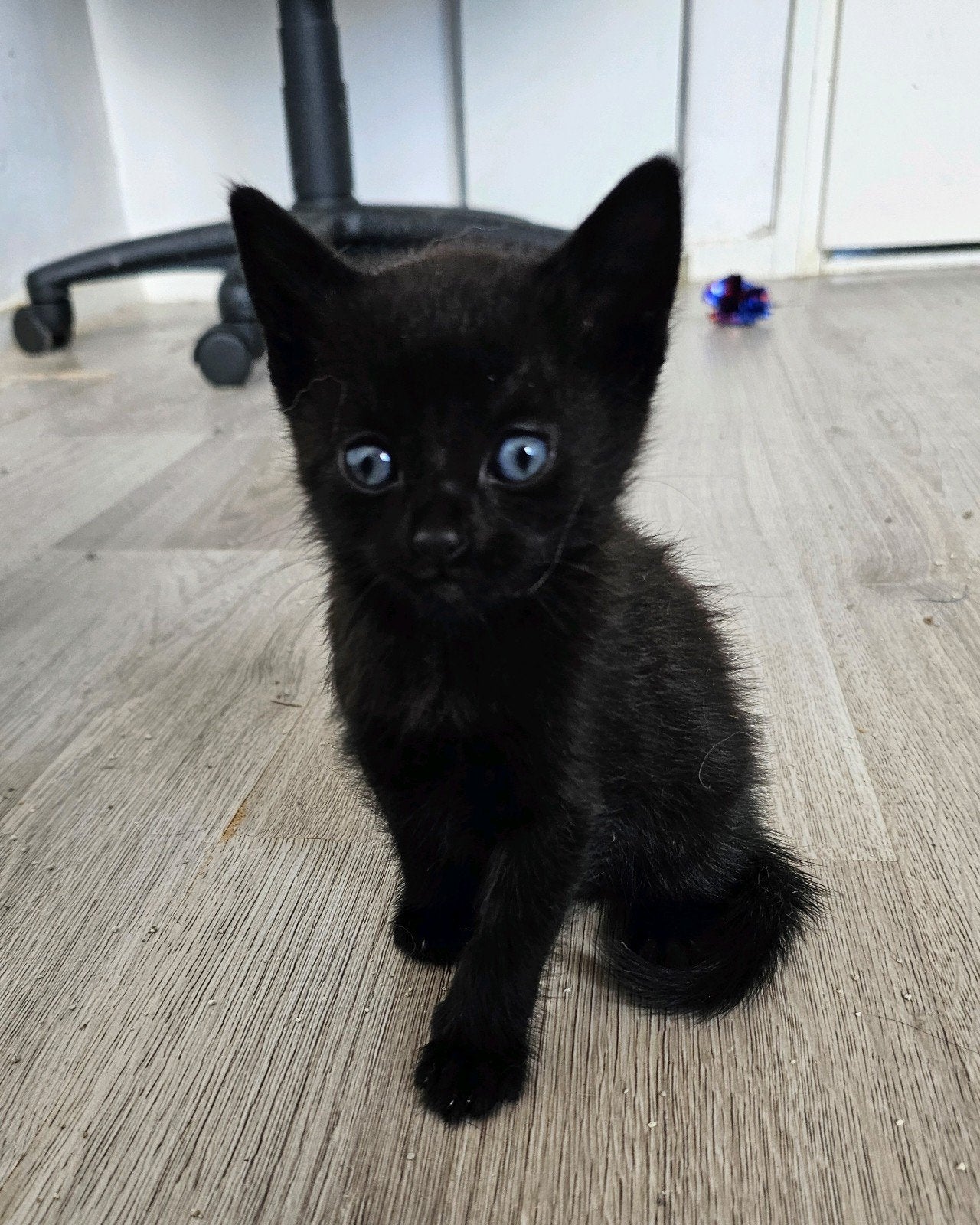 Super mooie kittens, Dieren en Toebehoren, Katten en Kittens | Overige Katten, Meerdere dieren, Kortharig, 0 tot 2 jaar