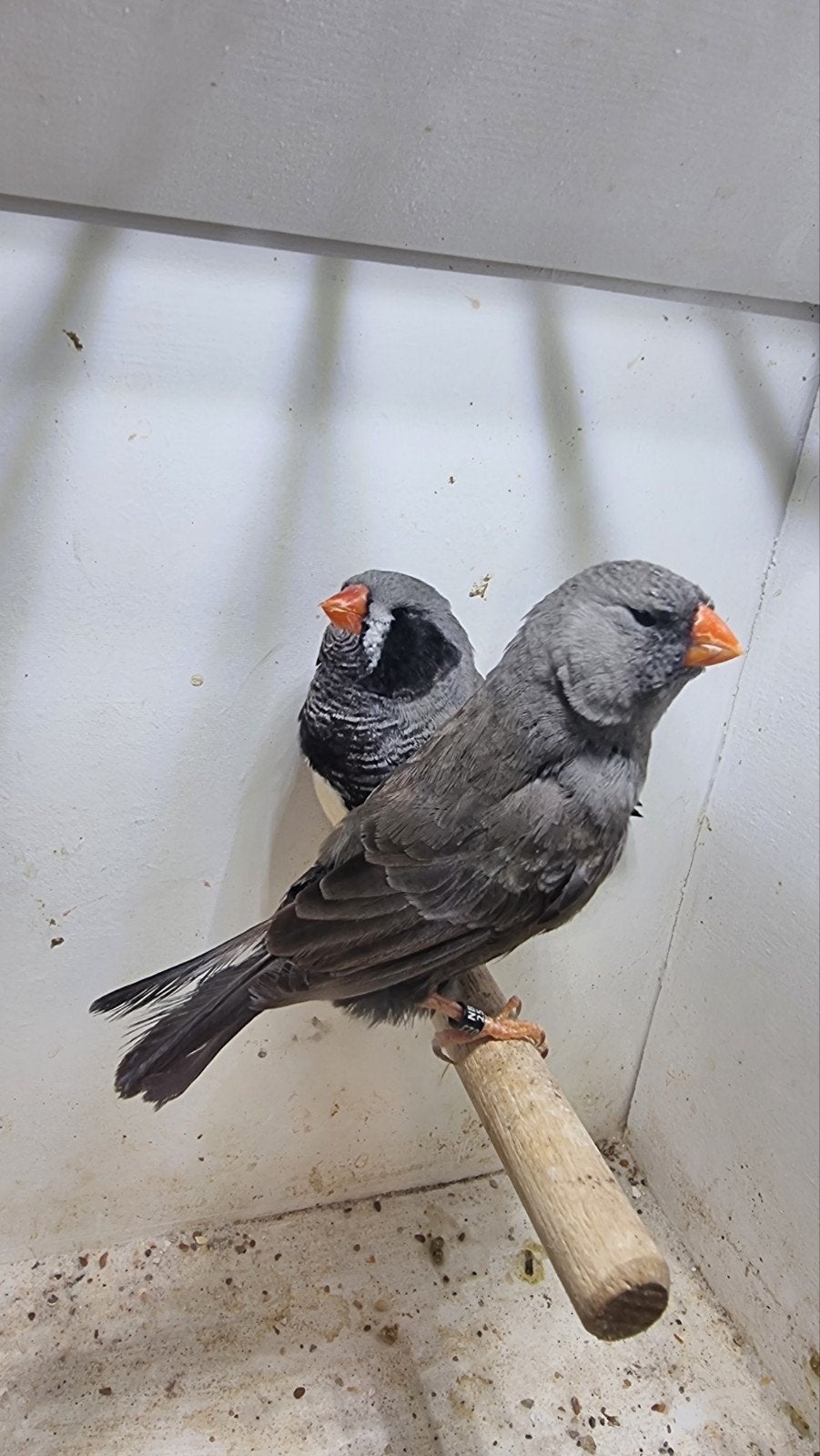 te koop koppel charcoal zwartwang, Dieren en Toebehoren, Vogels | Overige Vogels, Mannelijk