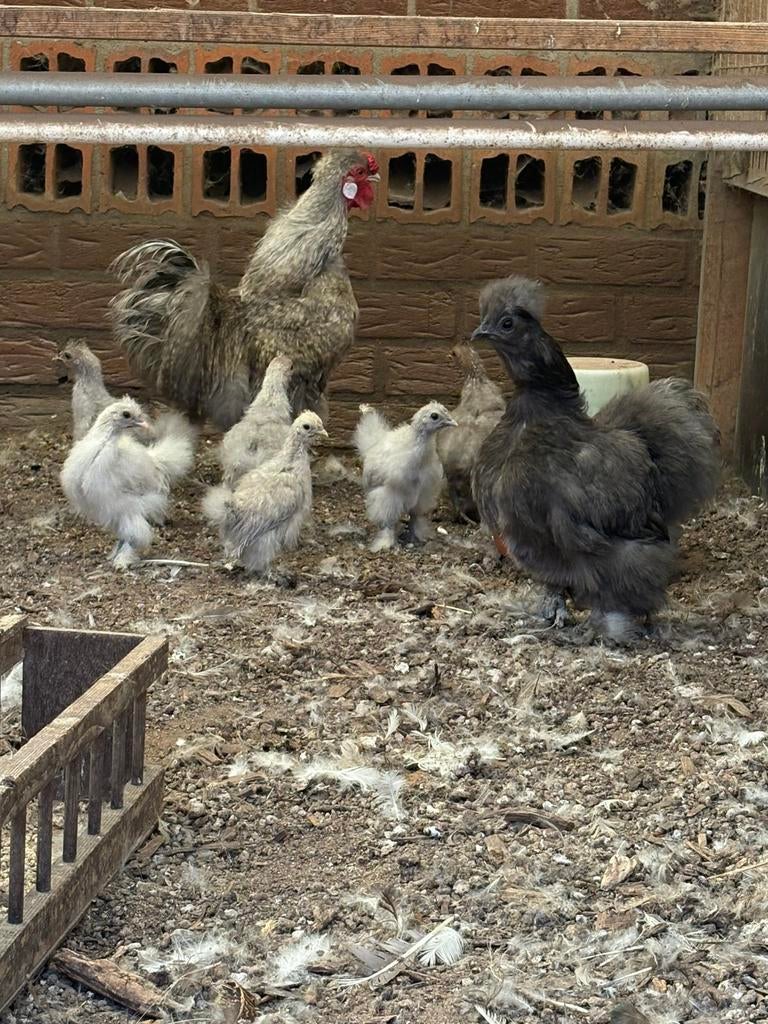 Zijdehoentjes kuikentjes te koop, Dieren en Toebehoren, Geslacht onbekend, Kip