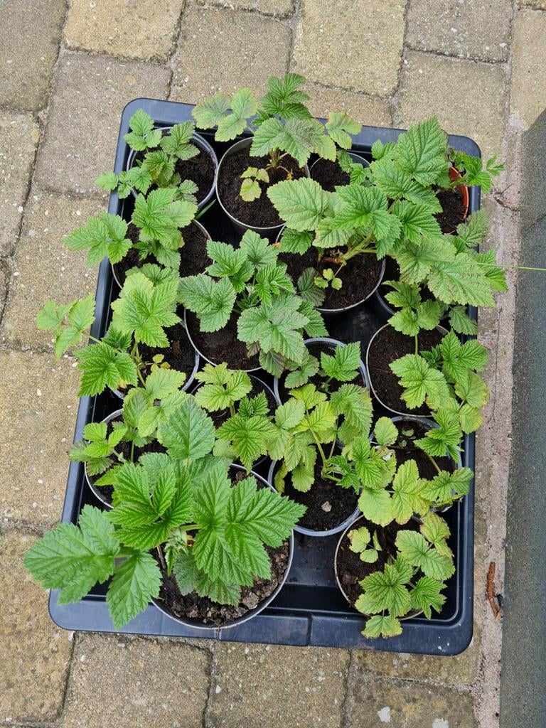 Biologische frambozen planten, grote en kleine plantjes, Tuin en Terras, Planten | Tuinplanten, Ophalen of Verzenden, Volle zon
