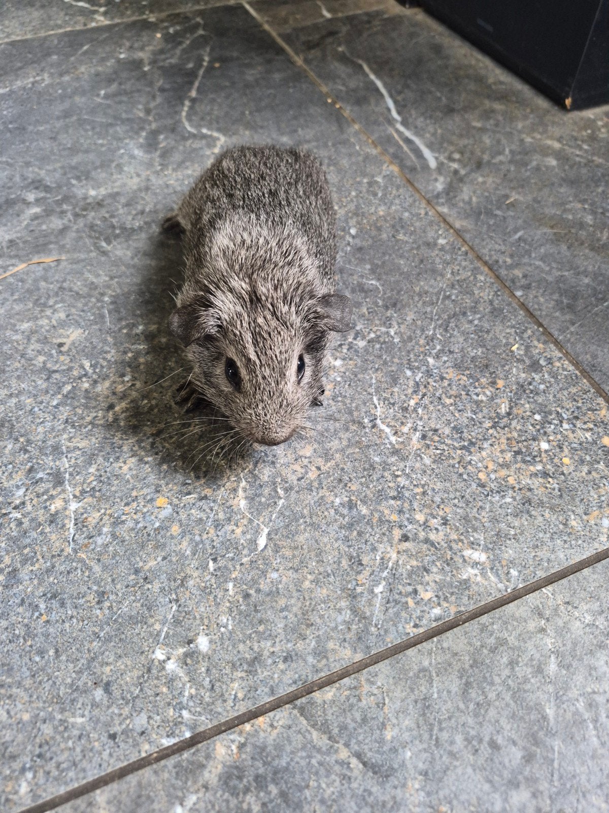 Cavia beertje te koop, Cavia, Mannelijk, Mei, Tam