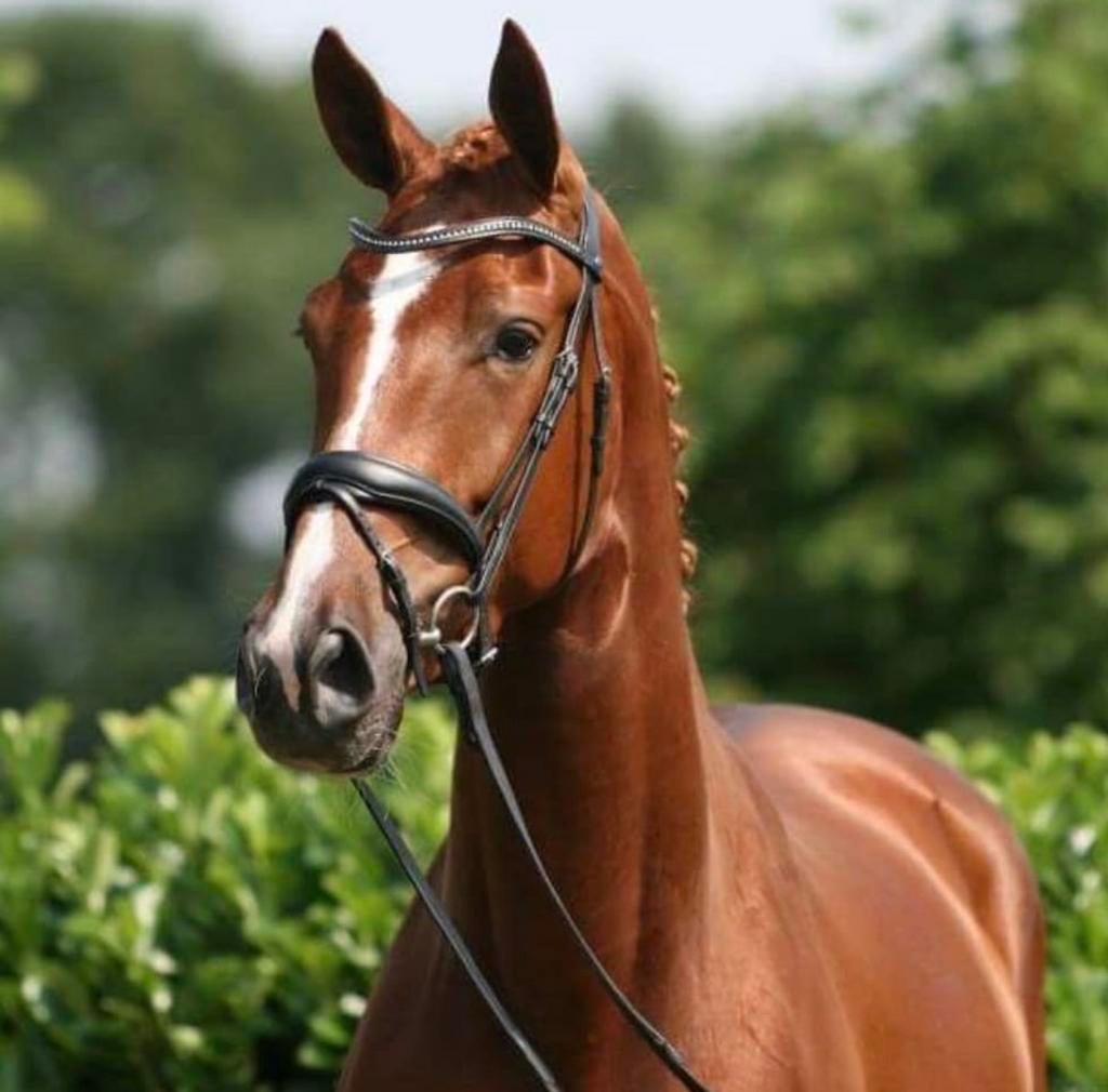Lieve,eerlijke dressuur sportmerrie 1,75m (Feel Good), Dieren en Toebehoren, Merrie