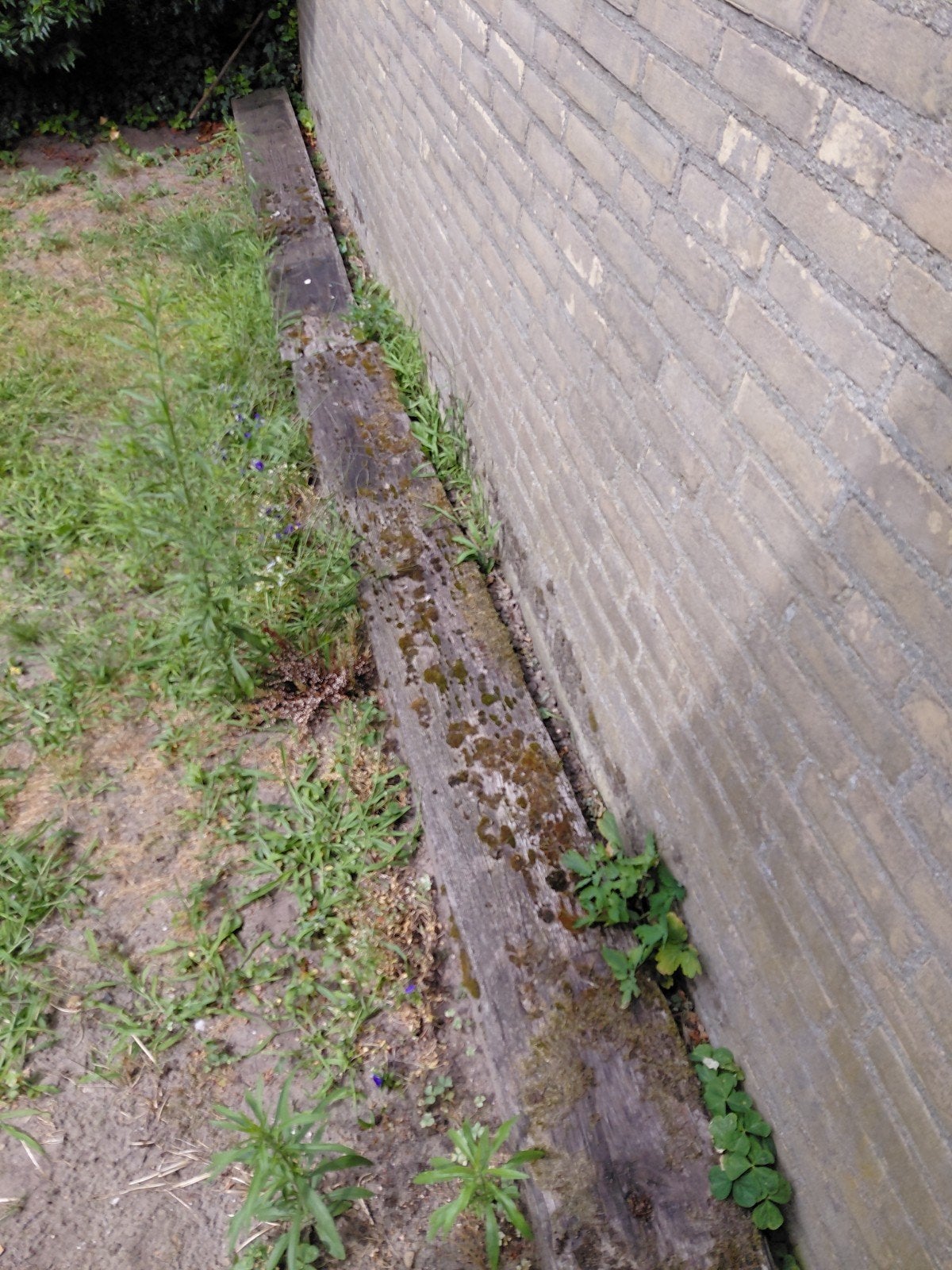 bielzen, Ophalen of Verzenden, Overige soorten, Minder dan 100 cm