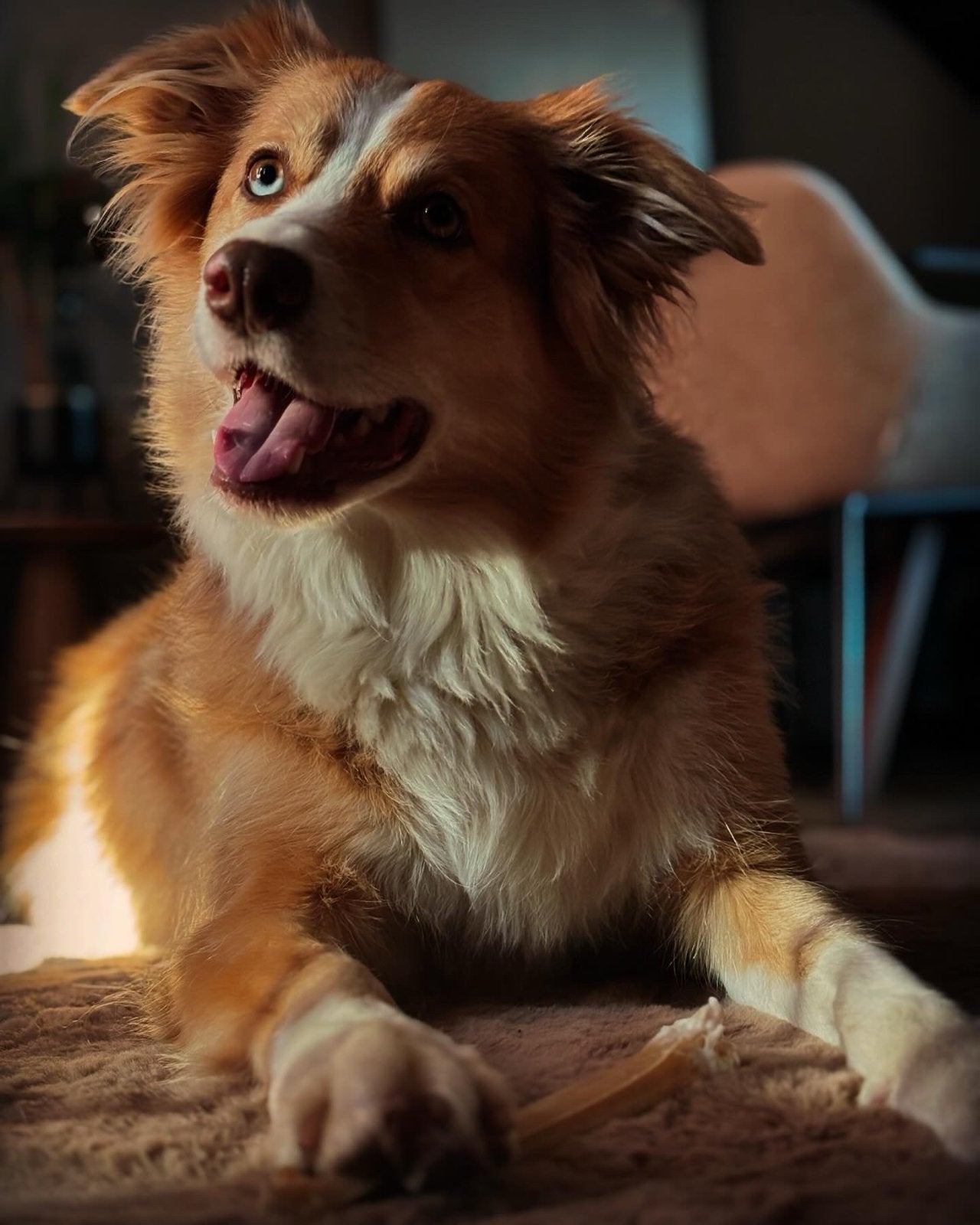 DEKREU Border Collie (niet te koop!), Reu, Parvo, Eén hond, 3 tot 5 jaar